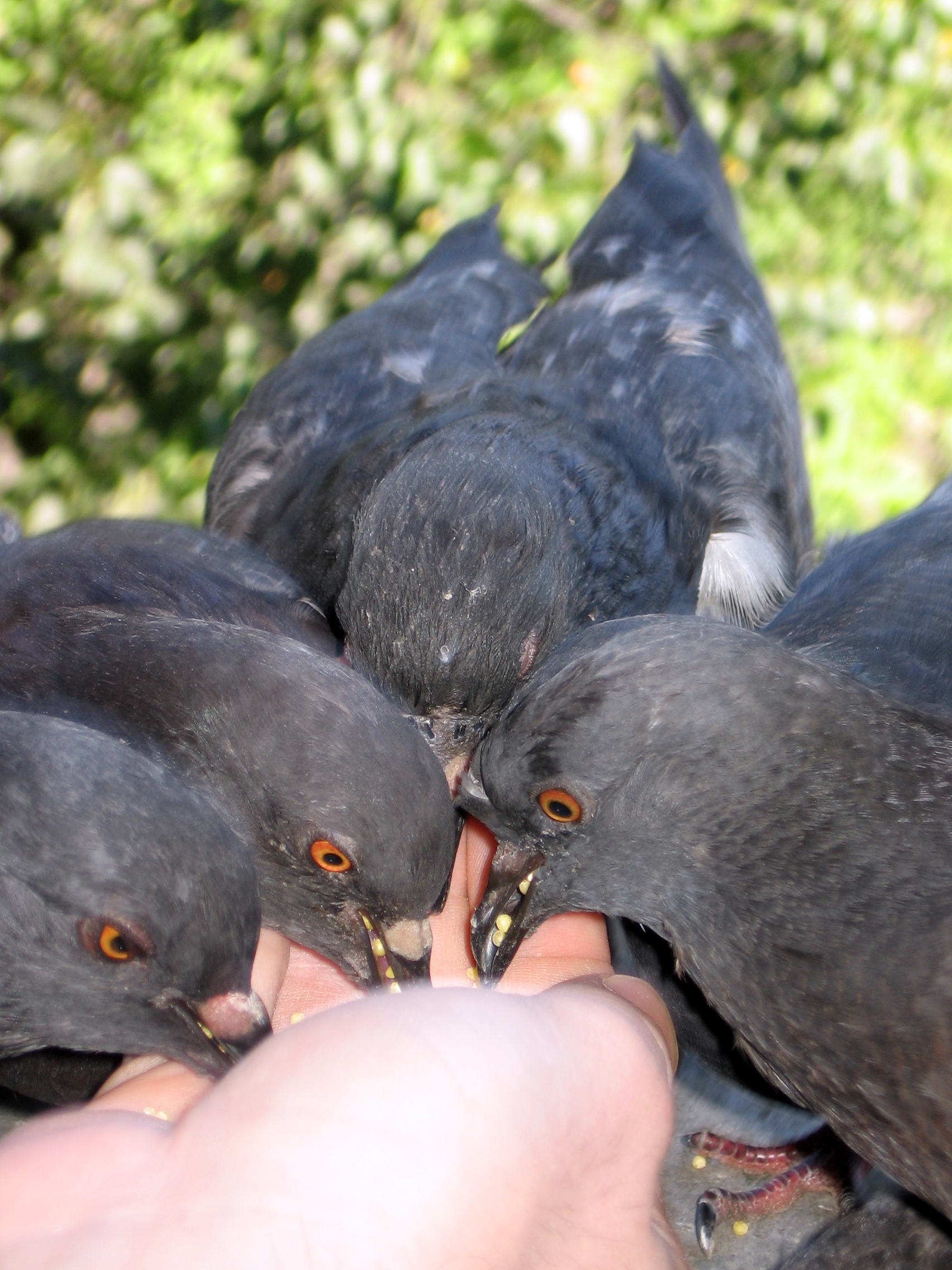 Falmouth bird feeding tour